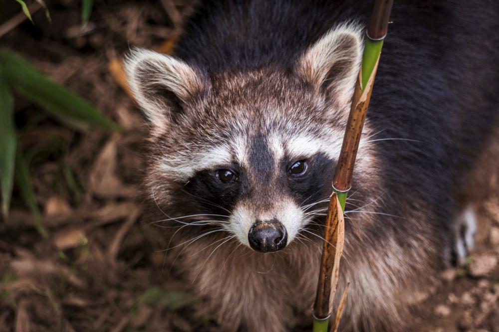 Animaux