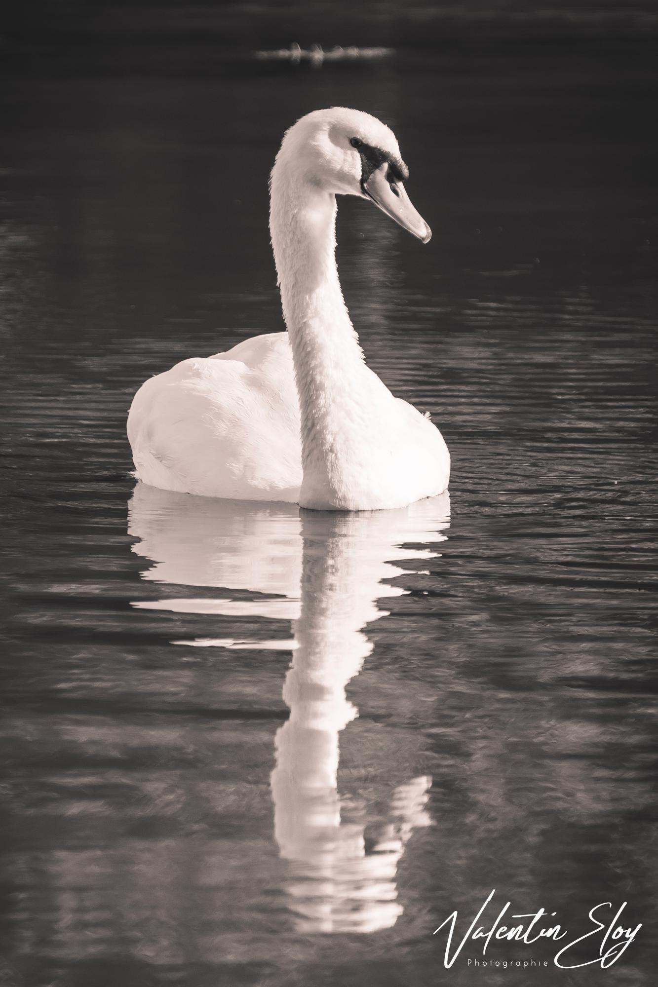 Reflet de cygne