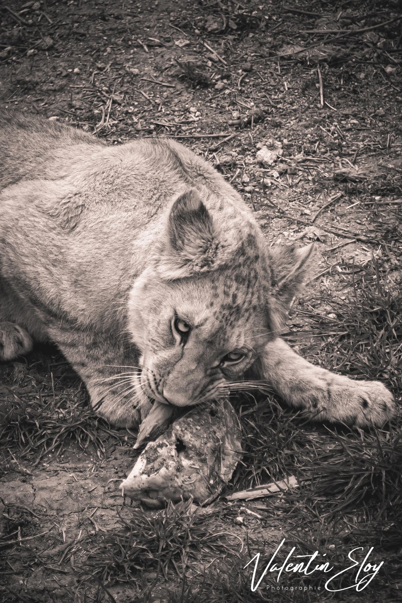 Repas du lionceau