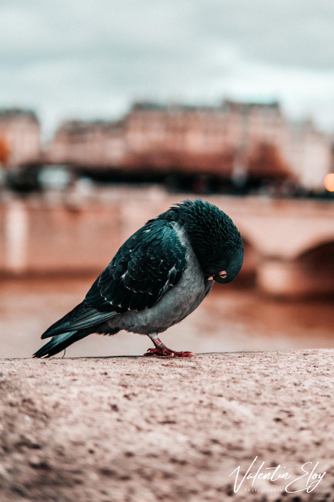 Pigeon parisien