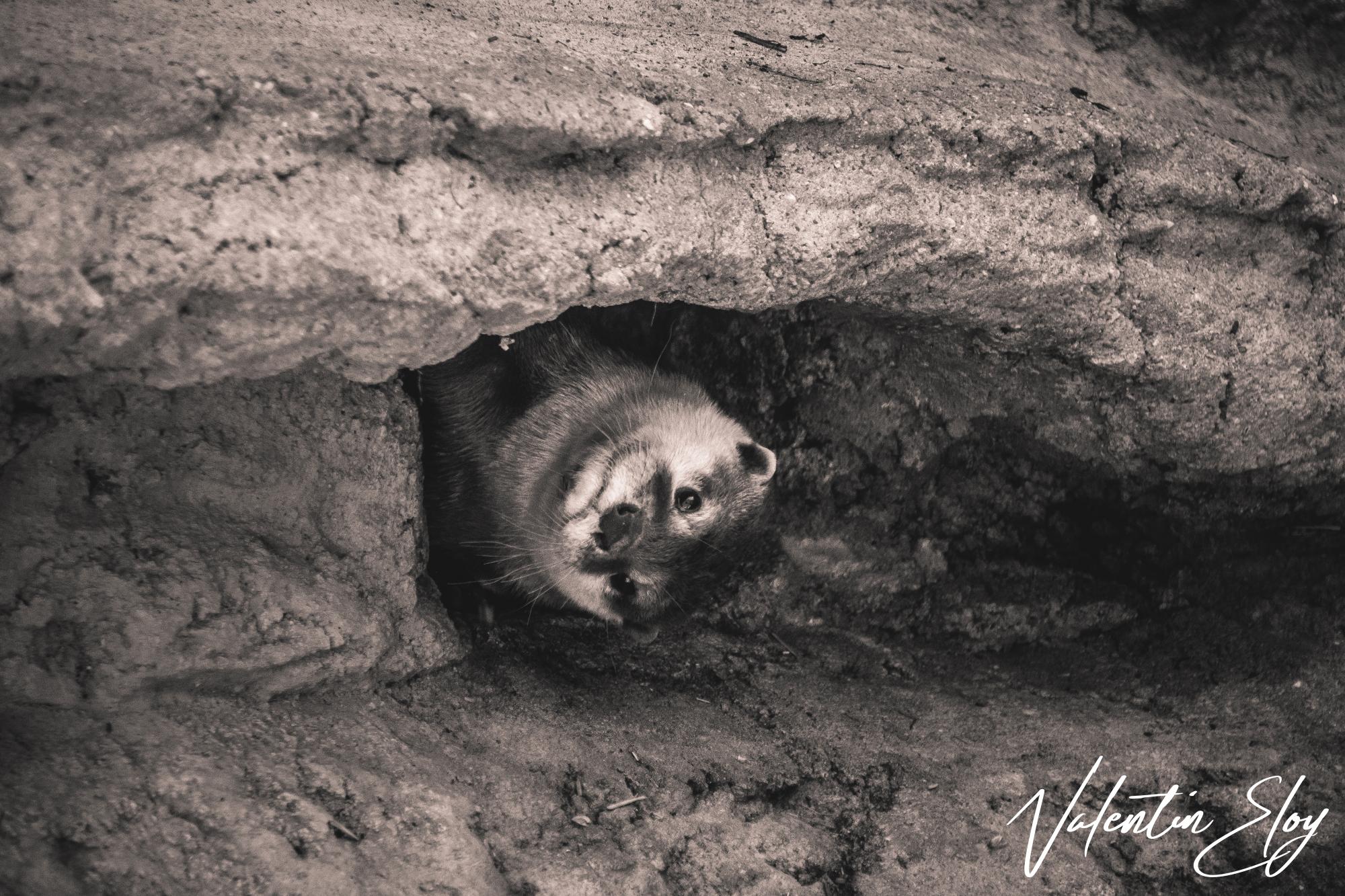 Loutre qui se cache