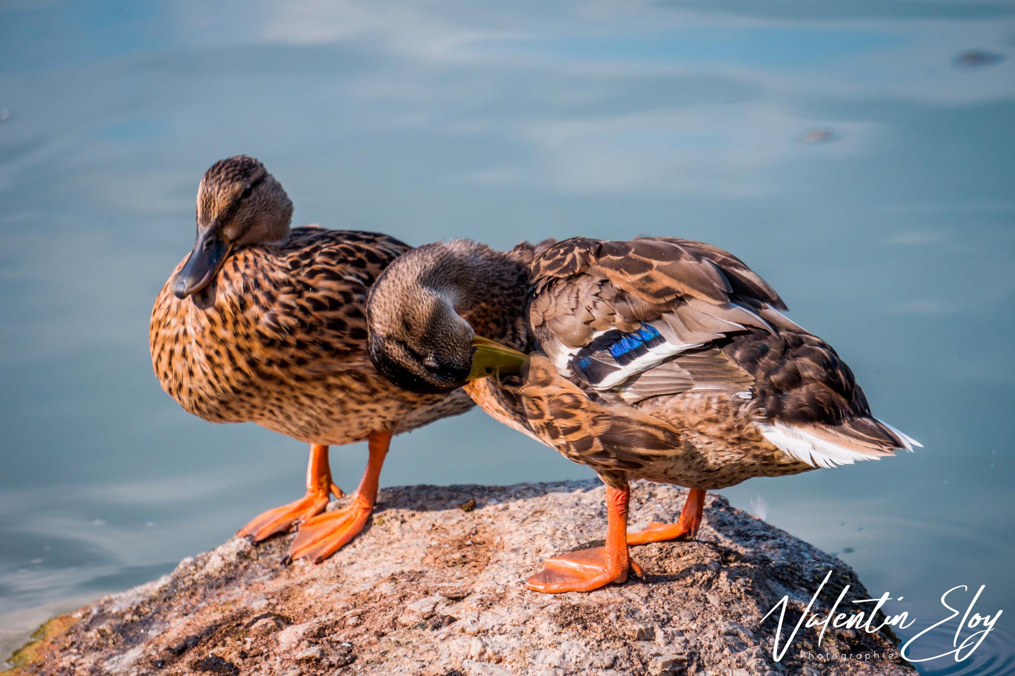 Canards sur rocher