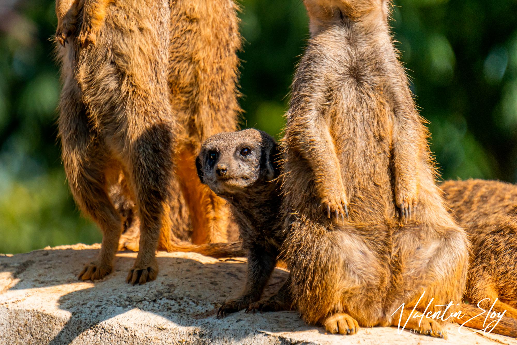 Suricate timide