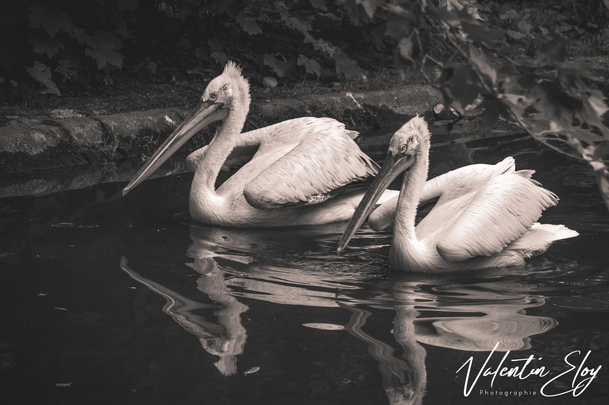 Couple de pélicans