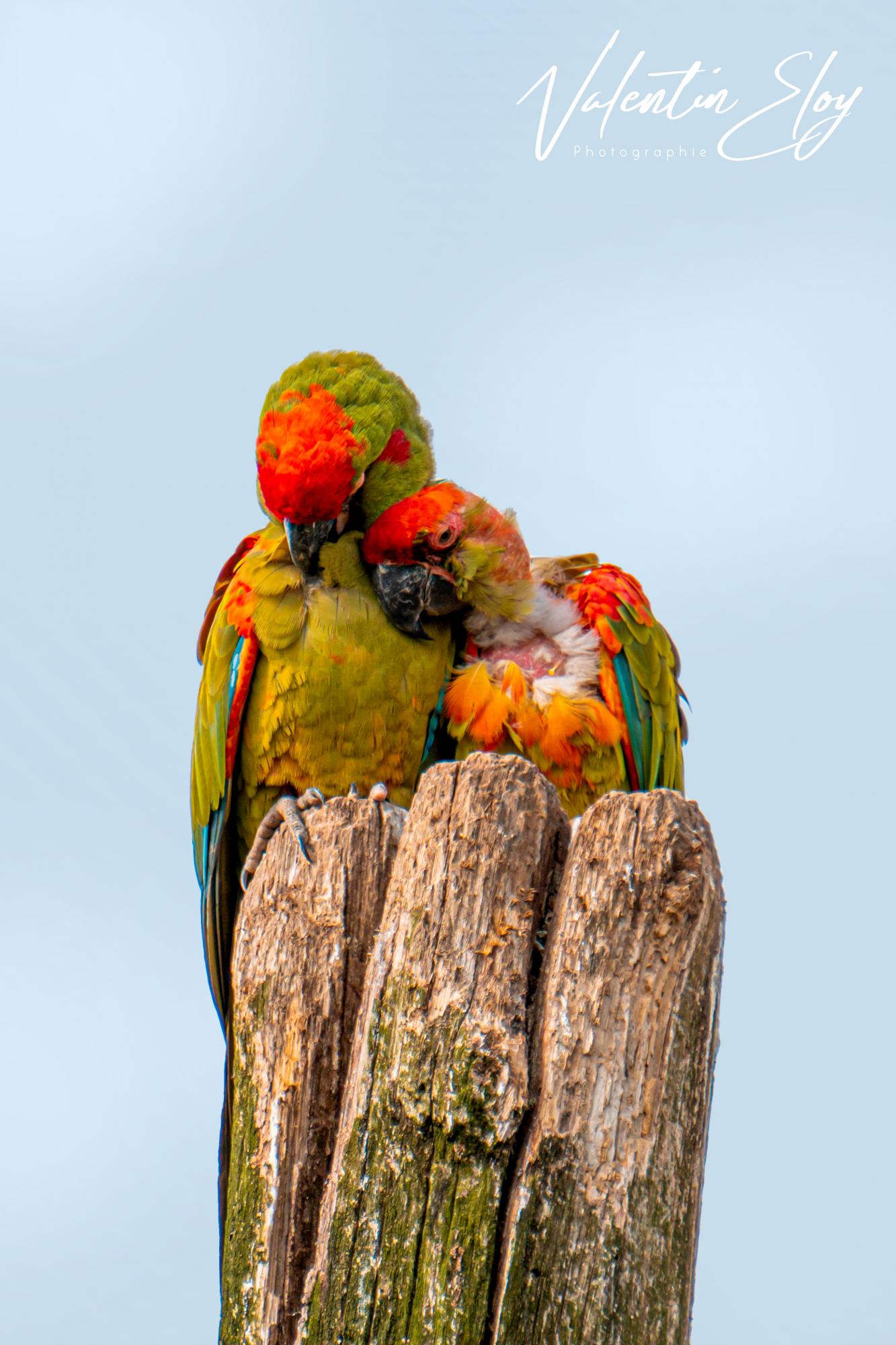 Couple d'ara de l'afresnaye