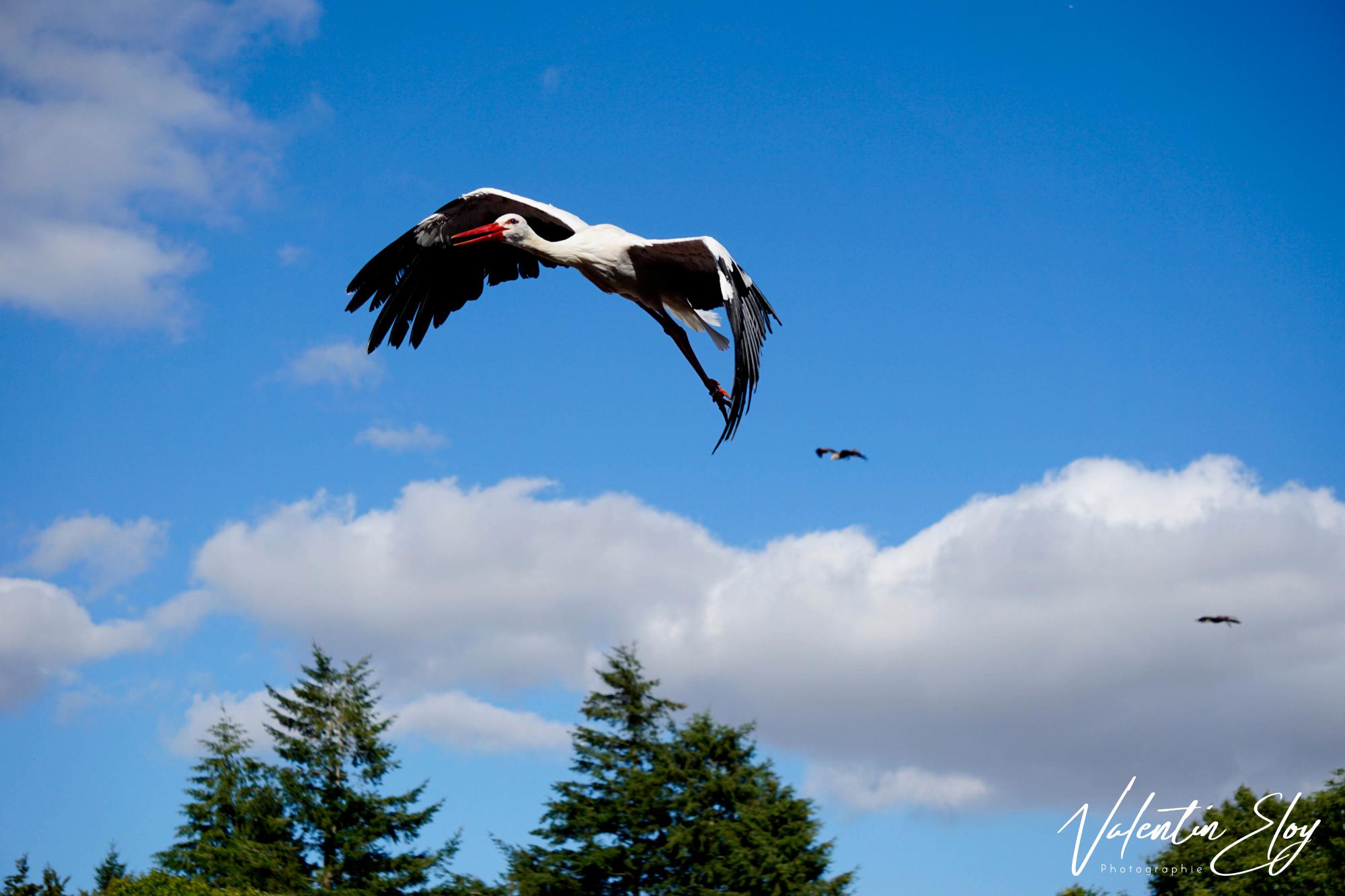 Cigogne en vol