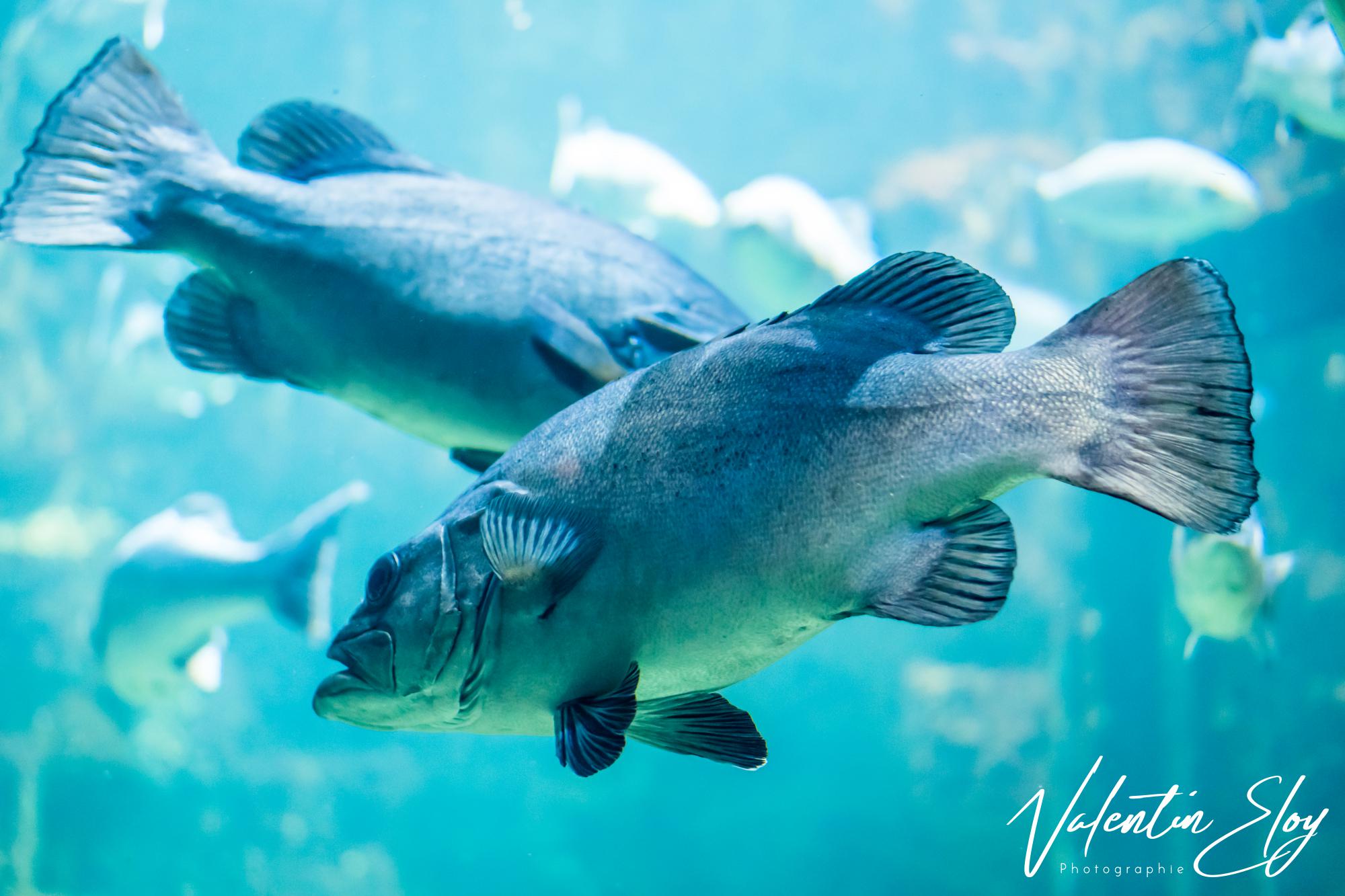 Groupe de poissons