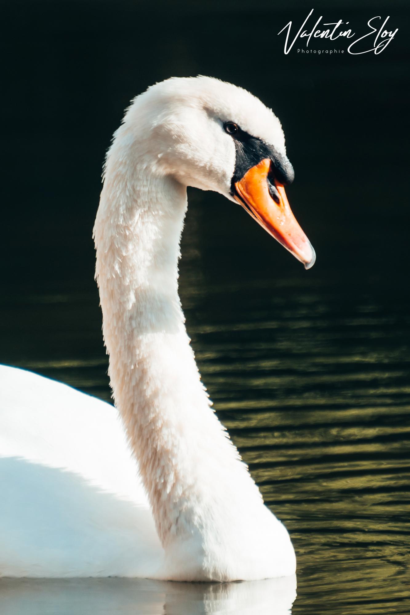 Cygne majestueux