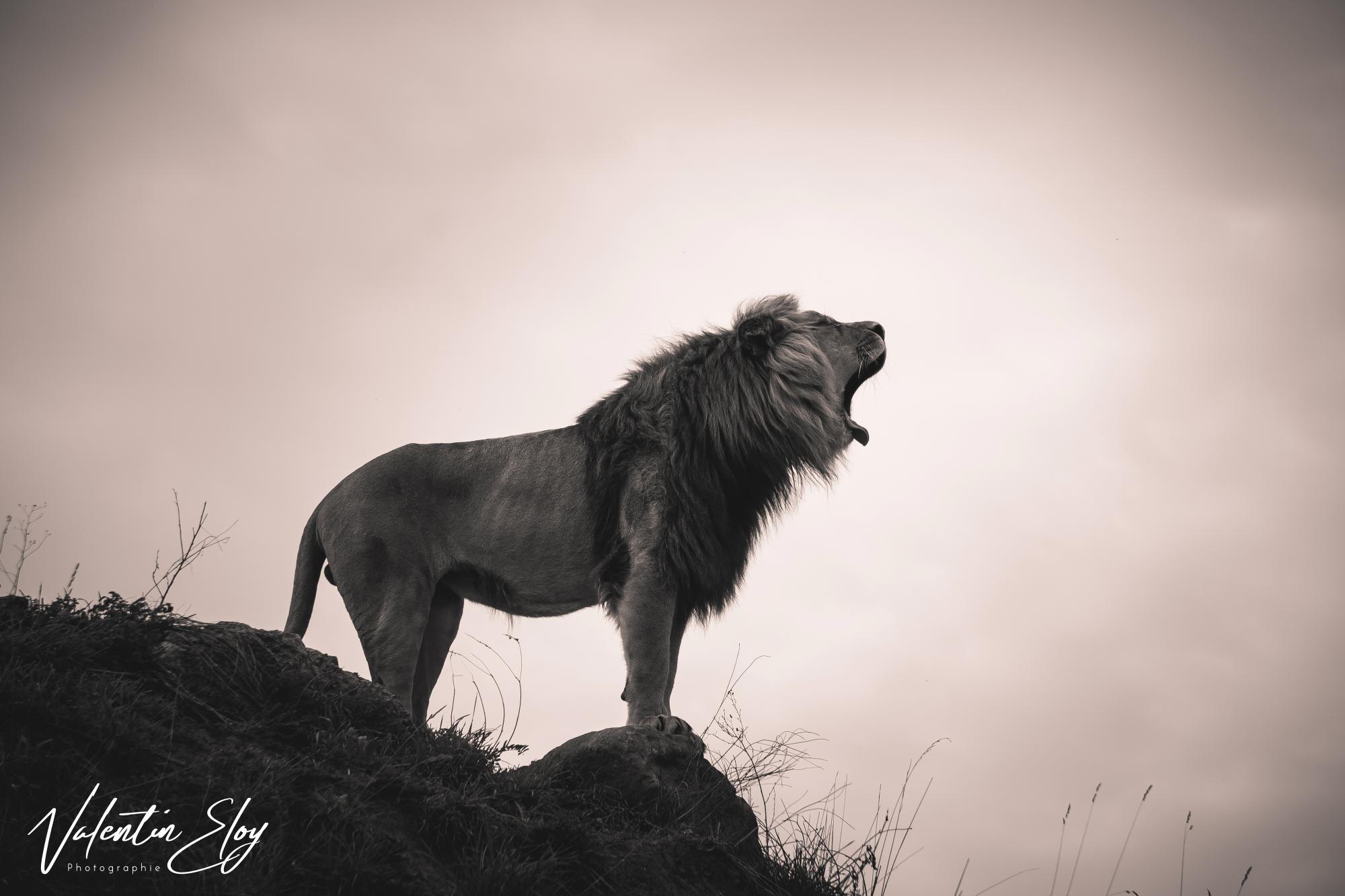 Rugissement du Lion "Baz"