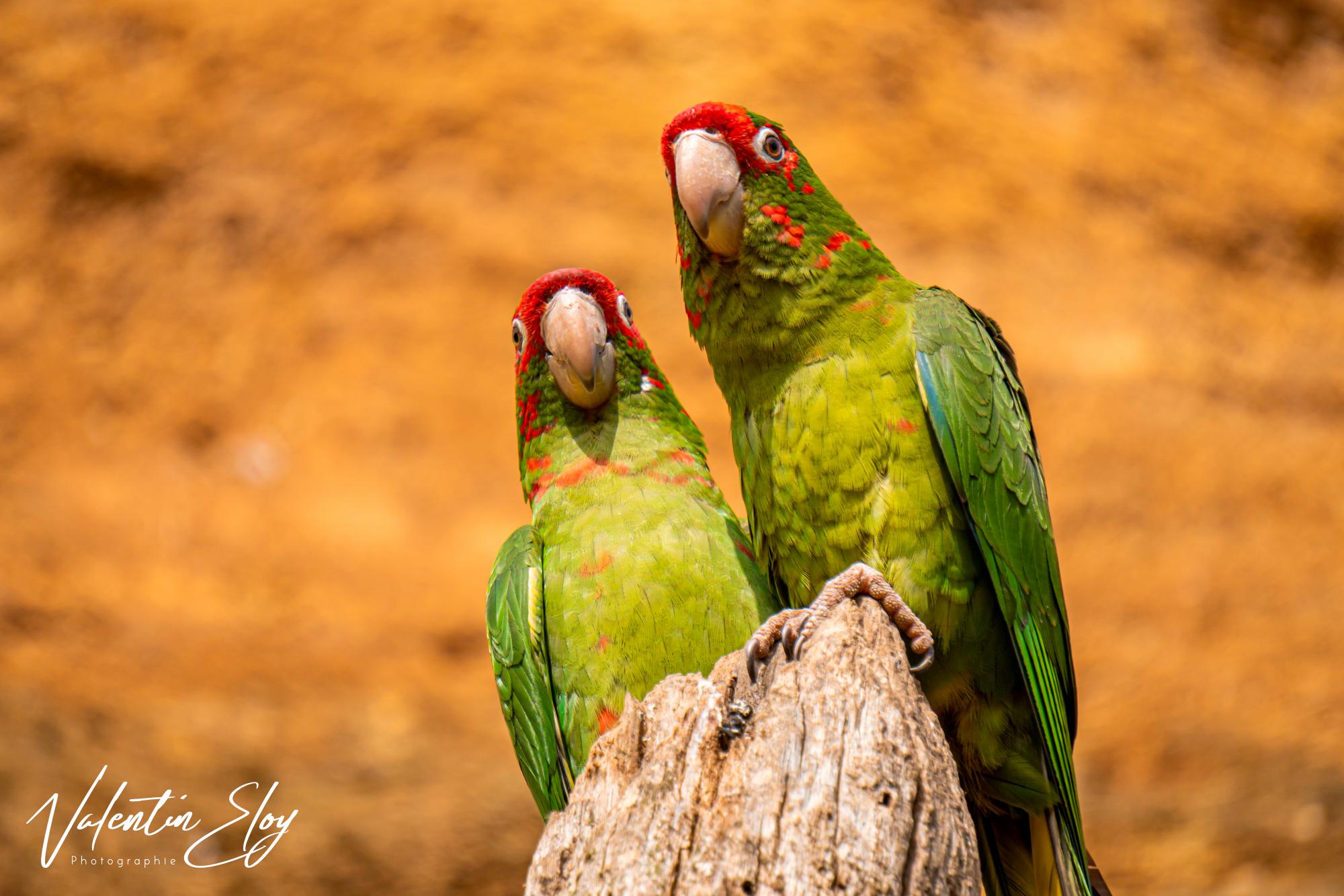 Couple de Conure mitrée