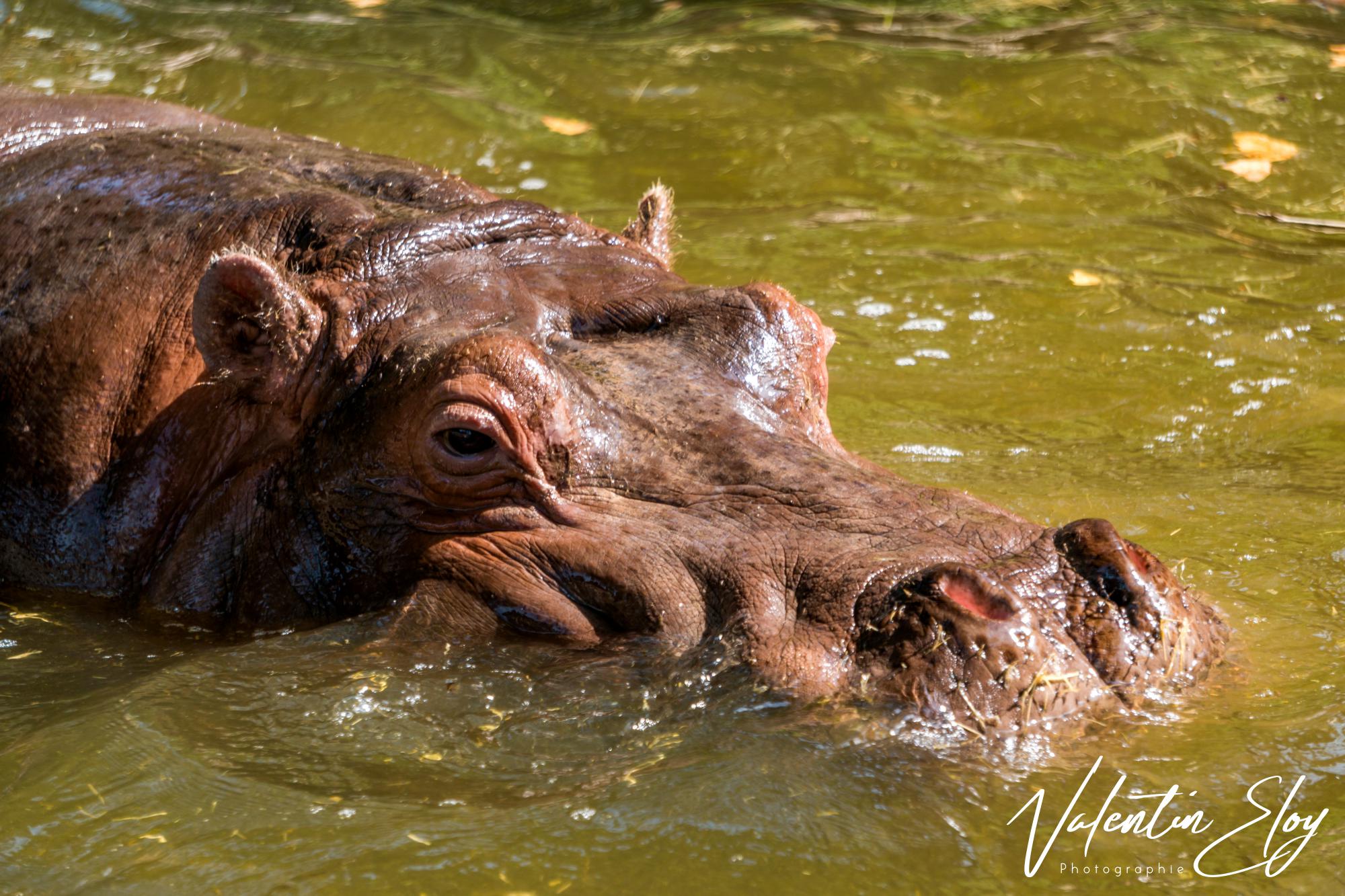 Hippopotame