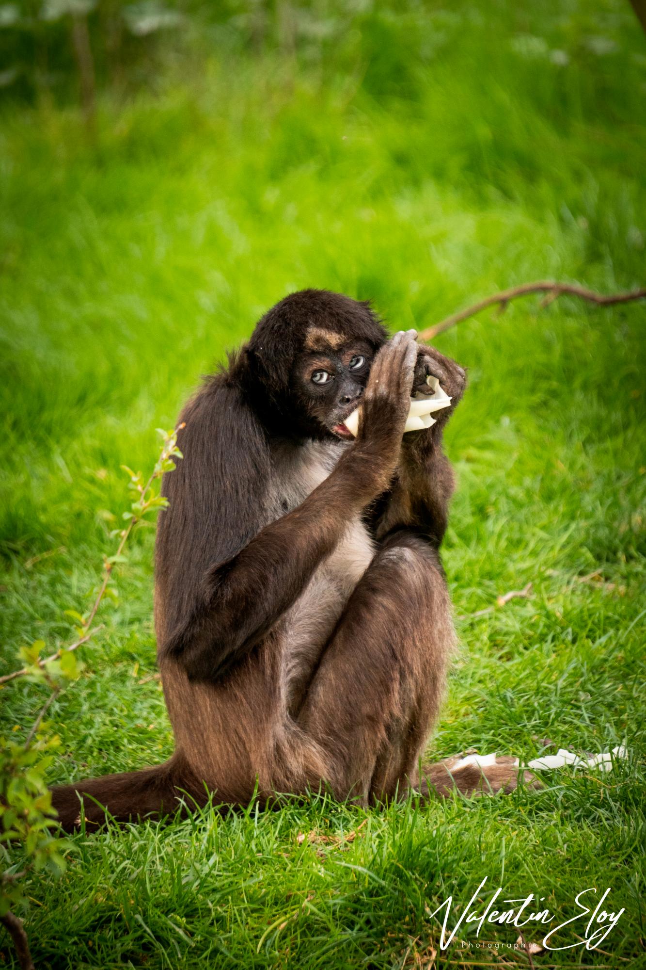 Atèle mariomonda en plein de repas