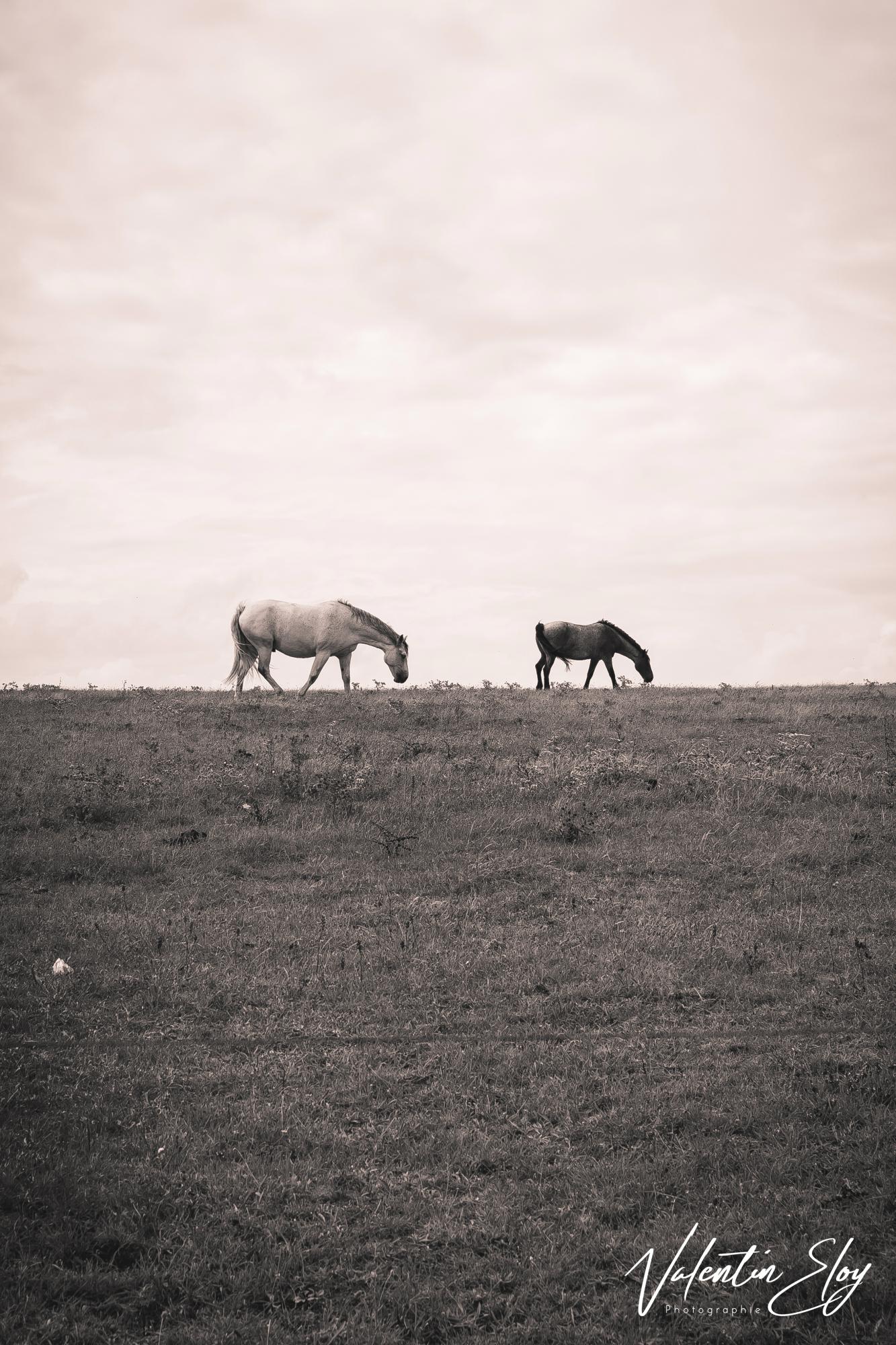 Chevaux plage des Poulains