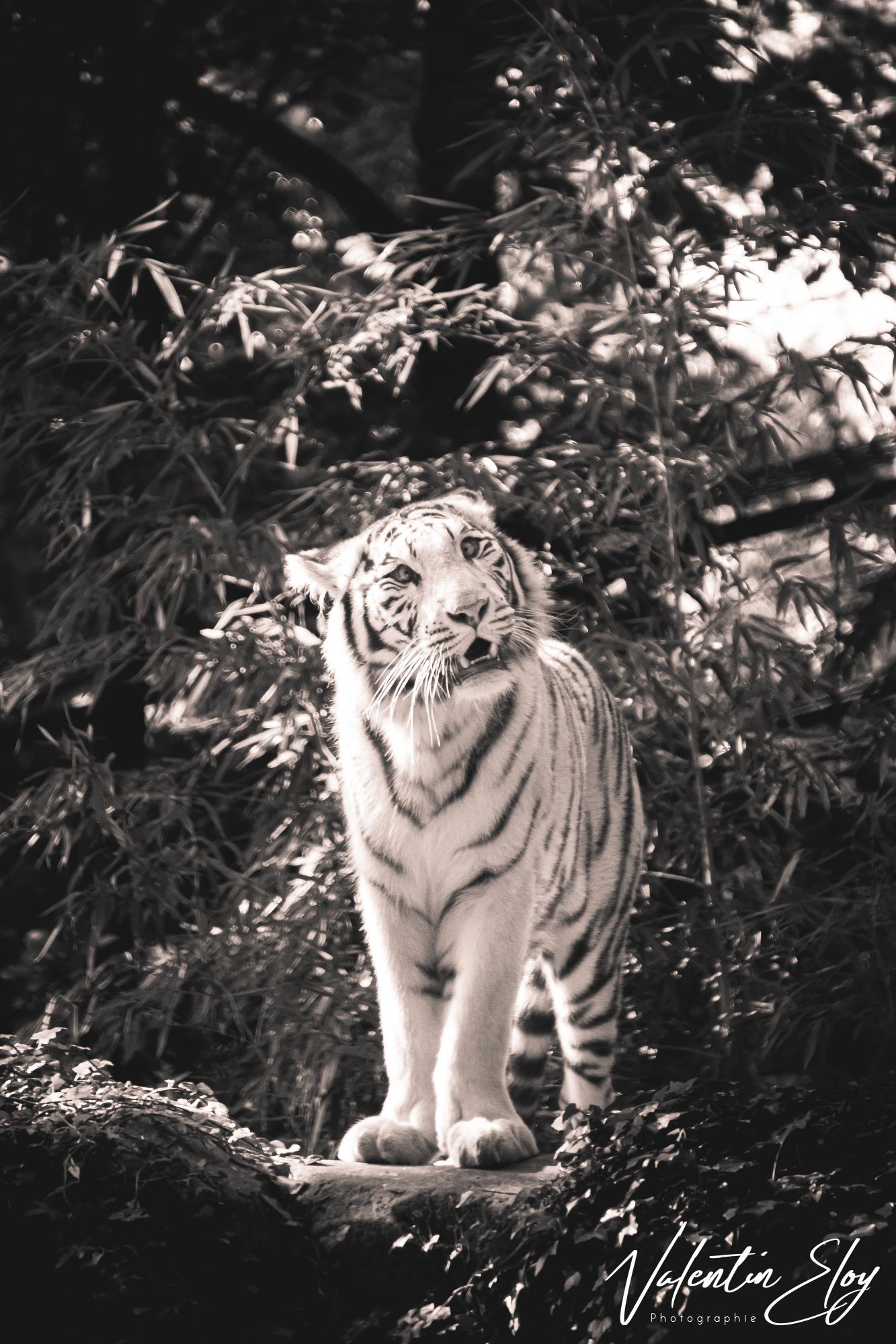 Tigre blanc