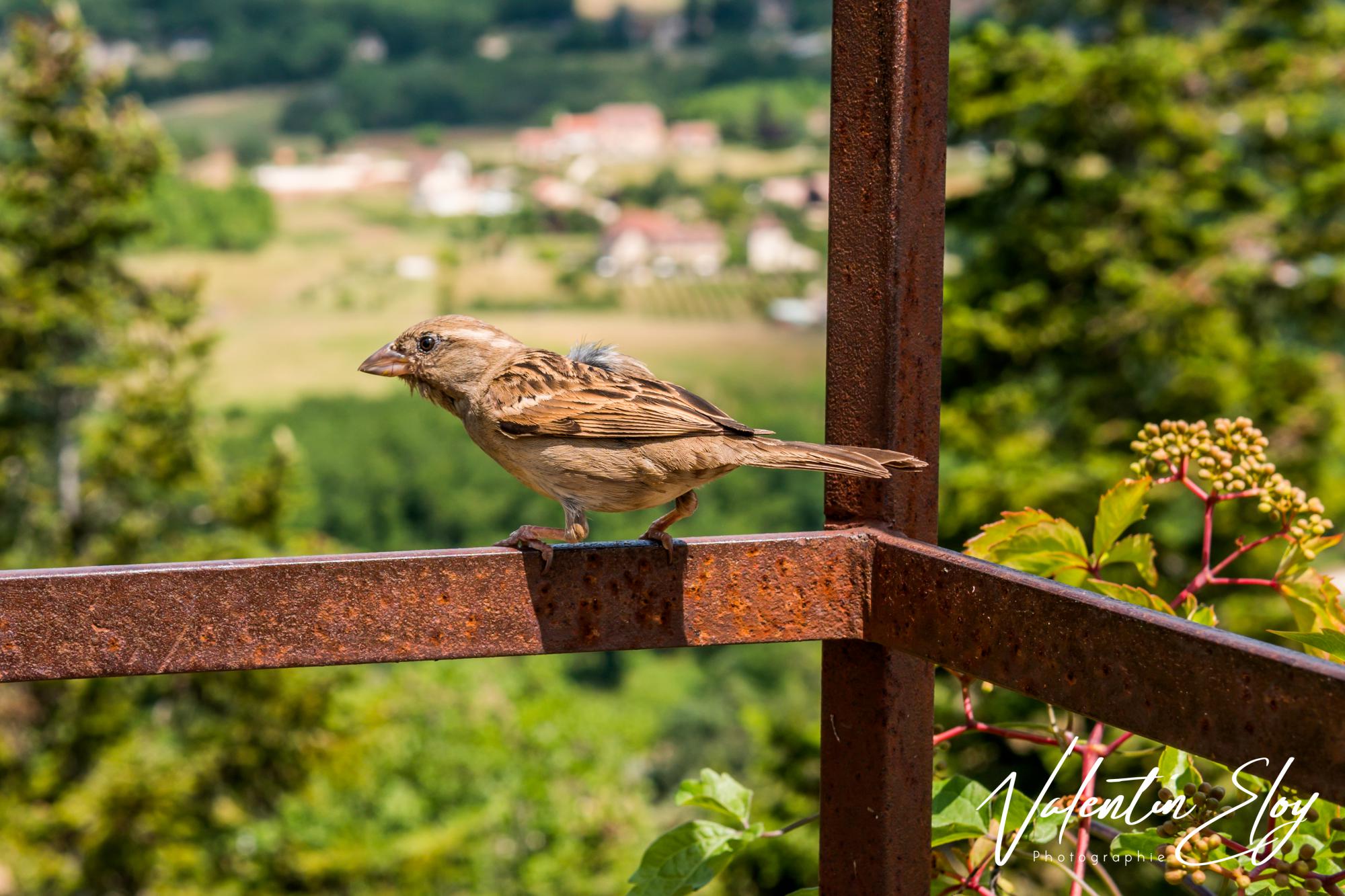 Moineau