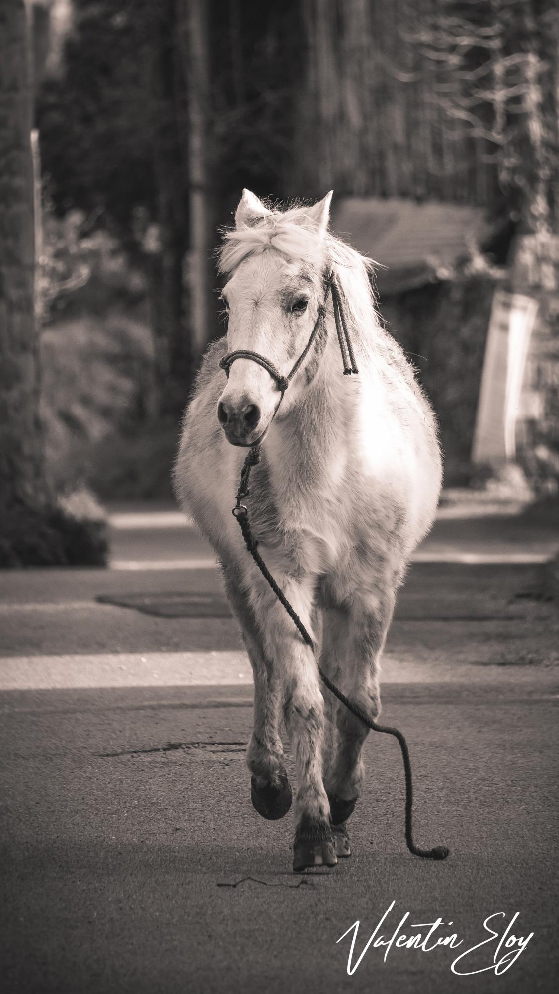 Cheval qui cours