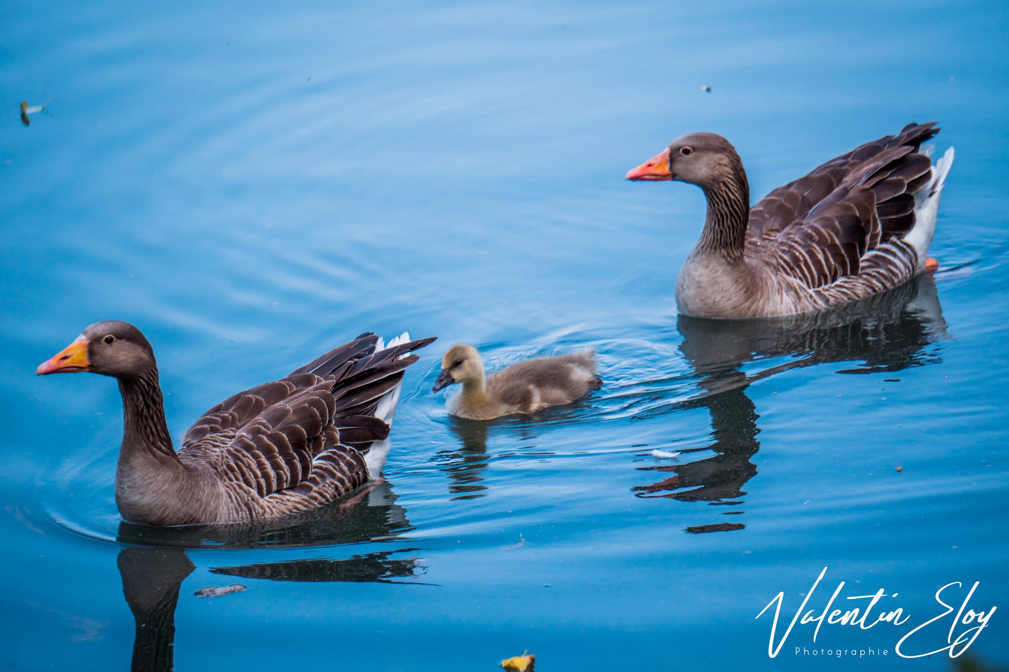 Famille oie